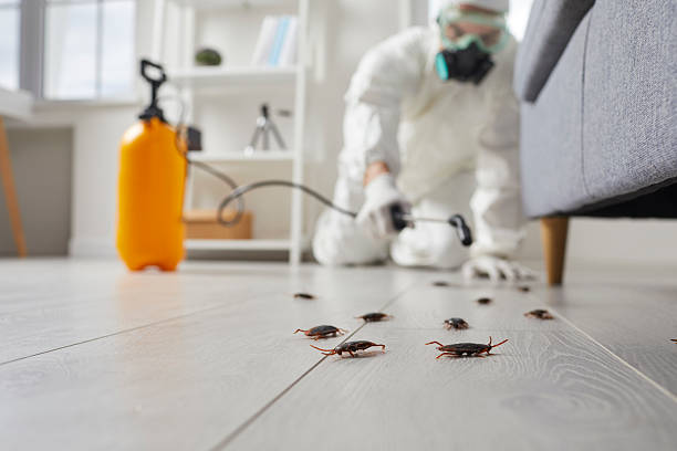 Trusted Rodent Control service in La Huerta, NM - Nex Pest Control